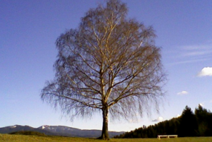 Gmajna, Slovenj Gradec